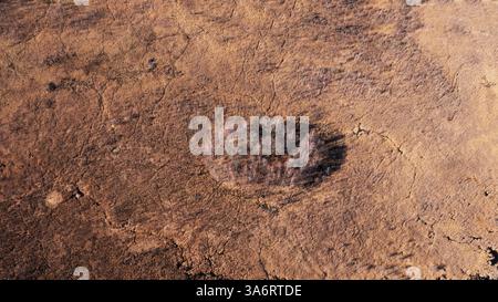 Vista aerea di una palude secca con alberi isolati impatto sui cambiamenti climatici e sulla deforestazione 20 Foto Stock