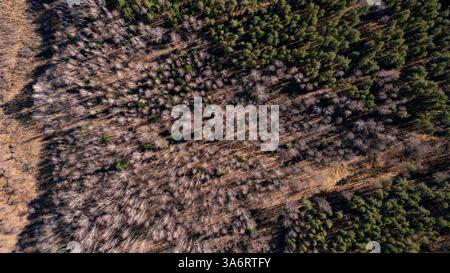 Vista aerea di una palude secca con alberi isolati impatto sui cambiamenti climatici e sulla deforestazione 20 Foto Stock