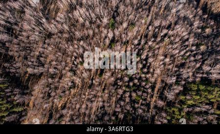 Vista aerea di una palude secca con alberi isolati impatto sui cambiamenti climatici e sulla deforestazione 20 Foto Stock