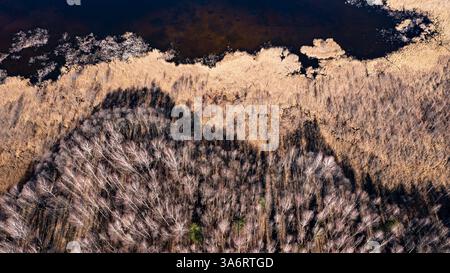 Vista aerea di una palude secca con alberi isolati impatto sui cambiamenti climatici e sulla deforestazione 20 Foto Stock