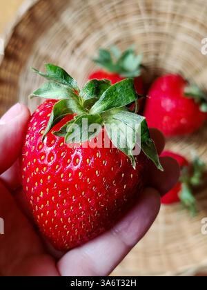 Grandi fragole in mano. Primo piano di bacche mature fresche e dolci. Messa a fuoco selettiva. Foto Stock