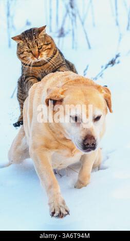Gatto e cane divertenti sono migliori amici. Un gatto cavalca un cane all'aperto durante l'inverno innevato. Striscione verticale Foto Stock