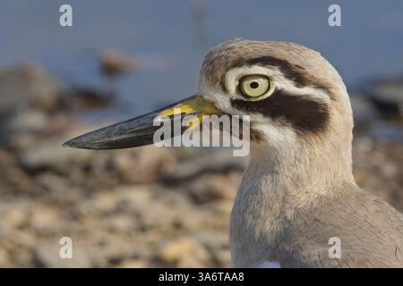 Great Stone-Curlew o Great thick-knee (Esacus recurvirostris), ritratto da vicino, Ranthambhore National Park, Rajasthan, India. Foto Stock