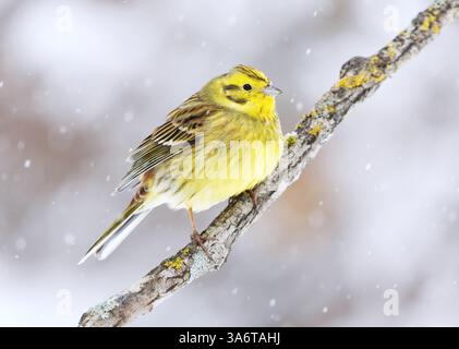 Yellowhammer (Emberiza citrinella) seduto su un ramo in nevicata all'inizio della primavera. Foto Stock