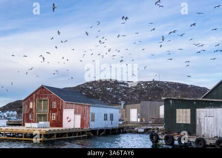 Gli uccelli sopra i pescatori attraccano sulla riva del Nord Atlantico. Un gregge di gabbiano tra le barche sulle isole di Sommarøy. casa rossa e nera Foto Stock