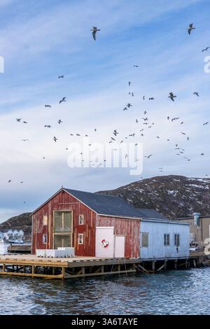 Gli uccelli sopra i pescatori attraccano sulla riva del Nord Atlantico. Un gregge di gabbiano tra le barche sulle isole di Sommarøy. casa rossa e nera Foto Stock