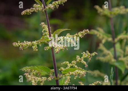 Urtica dioica o ortica puzzolente, in giardino. Ortica pungente, una pianta medicinale usata come sanguinamento, diuretico, antipiretico, cicatrizzazione delle ferite, Foto Stock