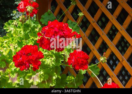 Fiori rossi di Geranio. Appendere fiori di geranio, primo piano. Geranio edera fiorisce. Fiori di Pelargonium peltatum. Crescendo Geranium appeso sul muro della casa. Foto Stock