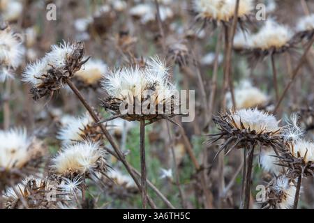 Testa di semi di cardo da latte - nome latino - Silybum marianum. Foto Stock
