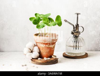 Germogli verdi di pianta di cotone in una pentola di ceramica con semi organici con lanugine su un asse di legno e batuffoli di cotone. Crescita di una pianta di cotone Foto Stock