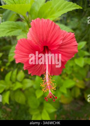 Bunga Raya, Hibiscus, il fiore nazionale della Malesia Foto Stock