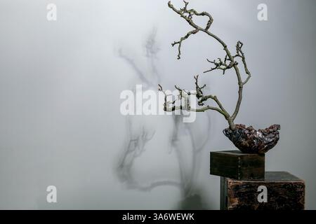 Elegante scultura di bonsai con rami intrecciati montata su piedistallo in legno su sfondo grigio nebbioso che crea un'ombra suggestiva Foto Stock