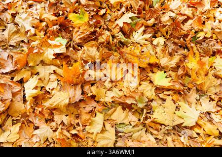 Uno spesso strato di foglie d'autunno assortite copre il terreno, mostrando vibranti sfumature di giallo, arancione e sottili sfumature di verde, catturate in un'atmosfera ravvicinata Foto Stock