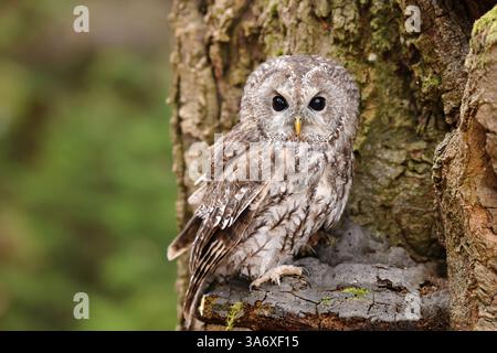 Gufo tawny eurasiatico (Strix aluco), siede su un fungo albero sul tronco, Repubblica Ceca, Klatovy Foto Stock