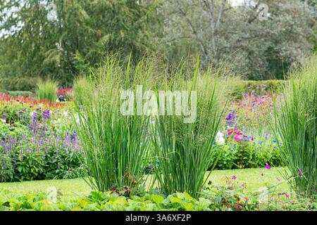 Vecchia erba di panico (Panicum virgatum 'Northwind', Panicum virgatum Northwind), habitat della varietà Northwind Foto Stock