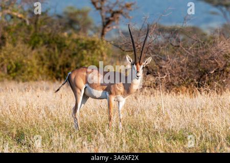 La gazzella di Grant (Gazella granti), sta mangiando sull'erba secca, guardando verso la macchina fotografica, Kenya, Samburu-Nationalreservat Foto Stock