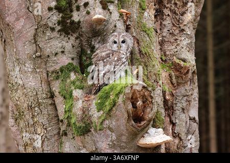 Il gufo eurasiatico (Strix aluco), si trova in un tronco d'albero, Repubblica Ceca, Klatovy Foto Stock