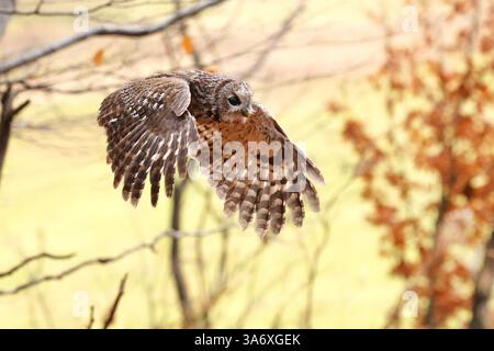 Gufo eurasiatico (Strix aluco), in volo nella foresta autunnale, Repubblica Ceca, Klatovy Foto Stock