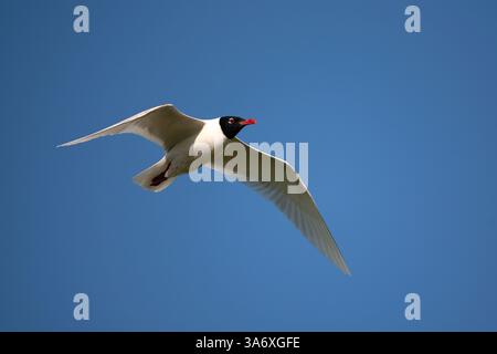 Gabbiano mediterraneo (Ichthyaetus melanocephalus, Larus melanocephalus), in volo, Paesi Bassi, Zelanda Foto Stock