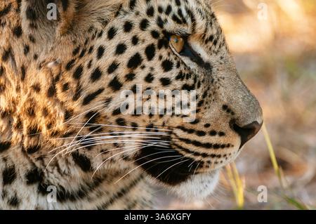 leopardo (Panthera pardus), ritratto, vista laterale, Botswana, Linyanti Foto Stock