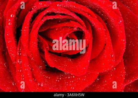 Rosa rossa con goccioline d'acqua, dettaglio Foto Stock