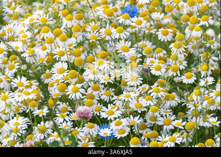 Mayweed profumati, tedesco camomilla, tedesco (mayweed Matricaria chamomilla, matricaria recutita), fioritura Foto Stock