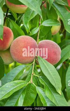 Pesche (Prunus persica 'Benedicte', Prunus persica Benedicte), pesche su un albero, cultivar Benedicte Foto Stock