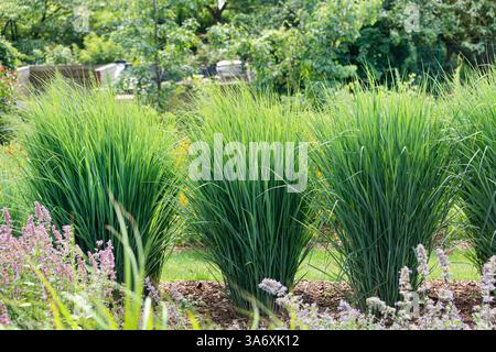 Vecchia erba di panico (Panicum virgatum "Cloud Nine", Panicum virgatum Cloud Nine), habitat della varietà Cloud Nine Foto Stock