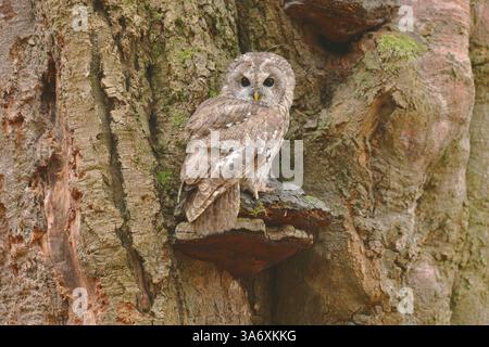Gufo tawny eurasiatico (Strix aluco), siede su un fungo albero sul tronco, Repubblica Ceca, Klatovy Foto Stock