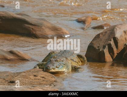 Coccodrillo del Nilo (Crocodylus niloticus), situato nelle acque poco profonde sulla riva del fiume Athi-Galana-Sabaki, vista frontale, Kenya, Tsavo East National Foto Stock