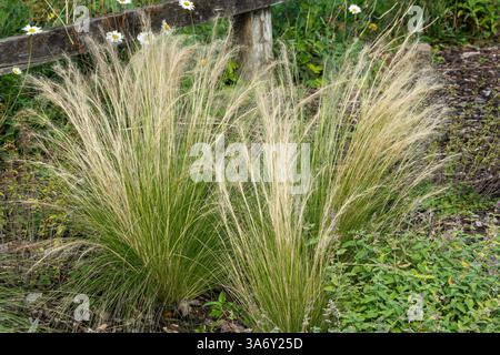 Nassella tenuissima pianta comunemente nota come erba messicana con piume o erba ad ago del Texas, immagine fotografica di stock di giardinaggio Foto Stock