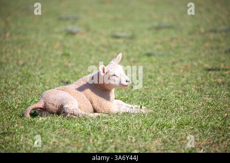 Primo piano di un singolo agnello inglese sdraiato in un campo erboso, rilassandosi al sole primaverile. Foto Stock
