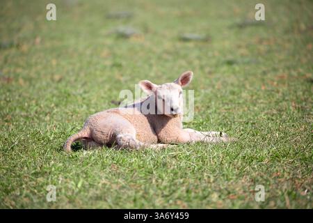 Primo piano di un singolo agnello inglese sdraiato in un campo erboso, rilassandosi al sole primaverile. Foto Stock