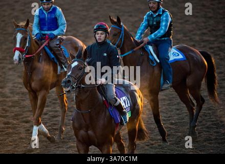 28 ottobre 2014 - Arcadia, CA, Stati Uniti - 28 ottobre 2014: Toronado, allenato da Richard Hannon Jr., esercizi in preparazione al Breeders' Cup Mile al Santa Anita Race Course di Arcadia, California, il 28 ottobre 2014. Scott serio/ESW/CSM(immagine di credito: © Scott serio/Cal Sport Media/ZUMAPRESS.com) Foto Stock