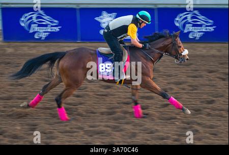28 ottobre 2014 - Arcadia, CA, Stati Uniti - 28 ottobre 2014: Nicky's Brown Miss Exercises at Santa Anita Race Course in Arcadia, California, il 28 ottobre 2014. John Voorhees/ESW/CSM(immagine di credito: © John Voorhees/Cal Sport Media/ZUMAPRESS.com) Foto Stock