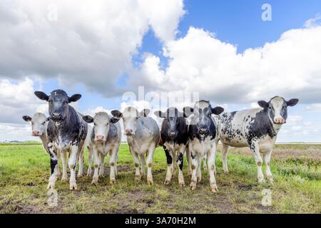 In fila mucche affiancate in un campo, vista frontale, bianco e nero che sembrano curiosi, un cielo blu nuvoloso Foto Stock