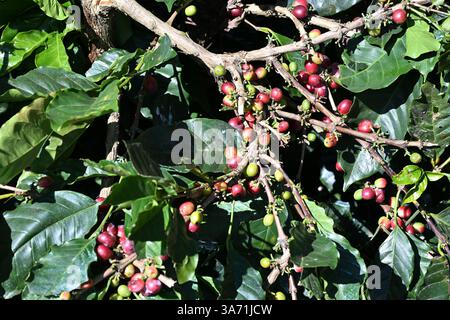 Bacche di caffè nella fabbrica di caffè di Idukki, Kerala, India Foto Stock