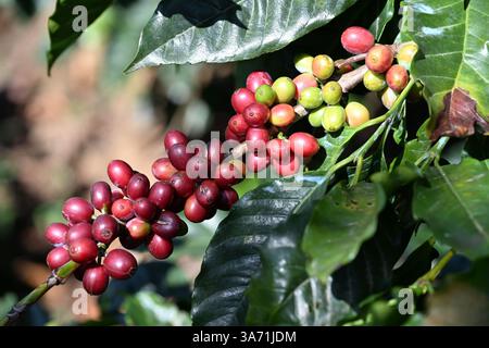 Bacche di caffè nella fabbrica di caffè di Idukki, Kerala, India Foto Stock