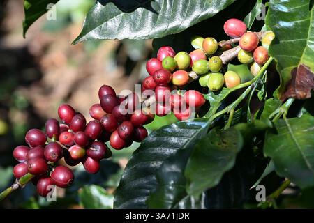 Bacche di caffè nella fabbrica di caffè di Idukki, Kerala, India Foto Stock