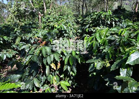 Bacche di caffè nella fabbrica di caffè di Idukki, Kerala, India Foto Stock