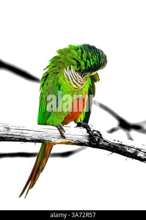 Ritratto di un parakeet dal petto grigio. Uccello con piumaggio colorato primo piano. Pyrrhura griseipectus. Foto Stock