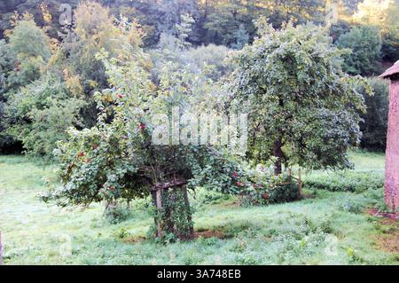 Meli coltivati in un campo accidentato a Devon, Regno Unito Foto Stock