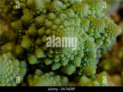 Broccoli Romanesco (Brassica oleracea var. botrytis), noto anche come broccolo romanesco, cavolfiore romanico o semplicemente romanesco. Foto Stock