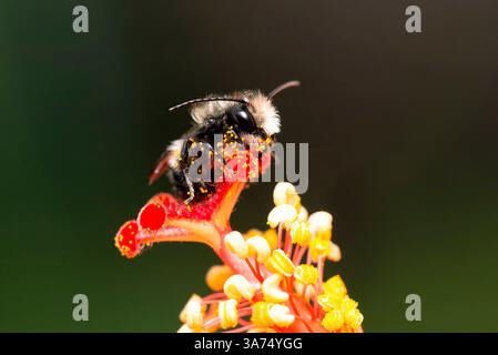 Ape masone maschile (osmia) ricoperta di polline, poggiata su un fiore di ibisco - giallo e rosso vibrante Foto Stock