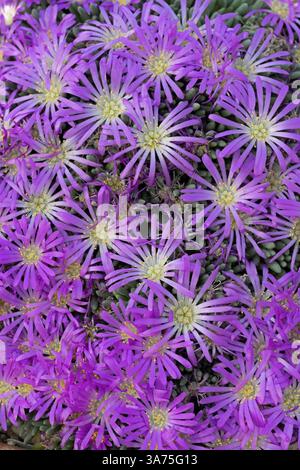 Impianto di ghiaccio tufted: Delosperma sphalmanthoides. Foto Stock