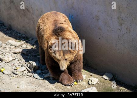 Spuntino di Brown Bear – tenere una mela con artigli Foto Stock