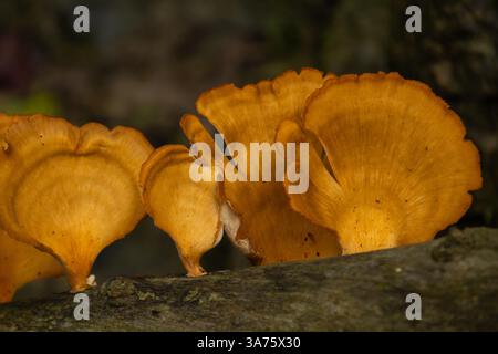 Funghi arancioni luminosi che crescono su un tronco di albero in habitat naturale Foto Stock