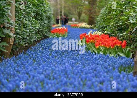 Muscari blu primavera tappeto Olanda Foto Stock