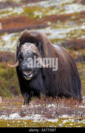 Muskox (Ovibos moschatus) toro solitario / maschio foraggiamento sulla tundra in autunno / autunno, Parco nazionale Dovrefjell–Sunndalsfjella, Norvegia Foto Stock