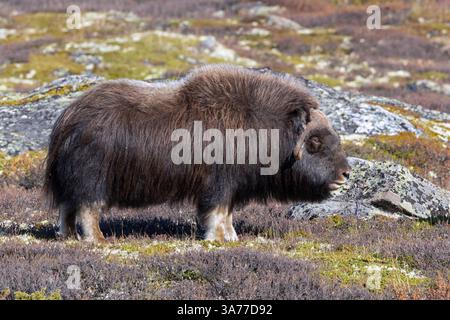 Muskox (Ovibos moschatus) toro solitario / maschio foraggiamento sulla tundra in autunno / autunno, Parco nazionale Dovrefjell–Sunndalsfjella, Norvegia Foto Stock
